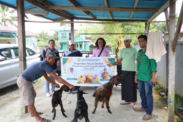 Penyerahan Hewan Kurban oleh Pemkab Ntt Berlangsung Sukses