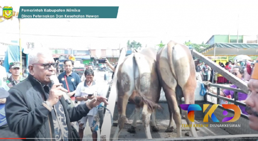 Pendistribusian Hewan Qurban (Pemda Ntt) - Idul Adha 14 Juni 2025 - Tim Disnak Dan Tim Setda